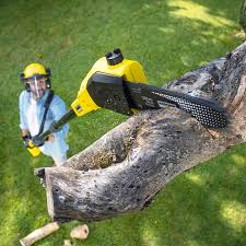 Best Tree Removal  in Catalina Foothills, AZ